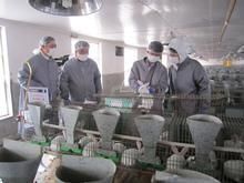 2012-2014年肉兔與獺兔市場行情分析