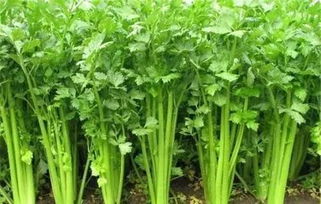 精準發(fā)力 打通產銷鏈路——落實貧困地區(qū)農副產品政府采購的操作指南