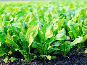 南城農副產品專業配送 打造高效便捷的食材供應鏈